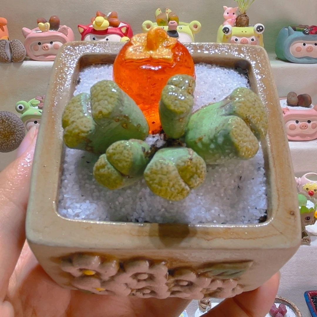 102微瑕高端多肉带盆带土