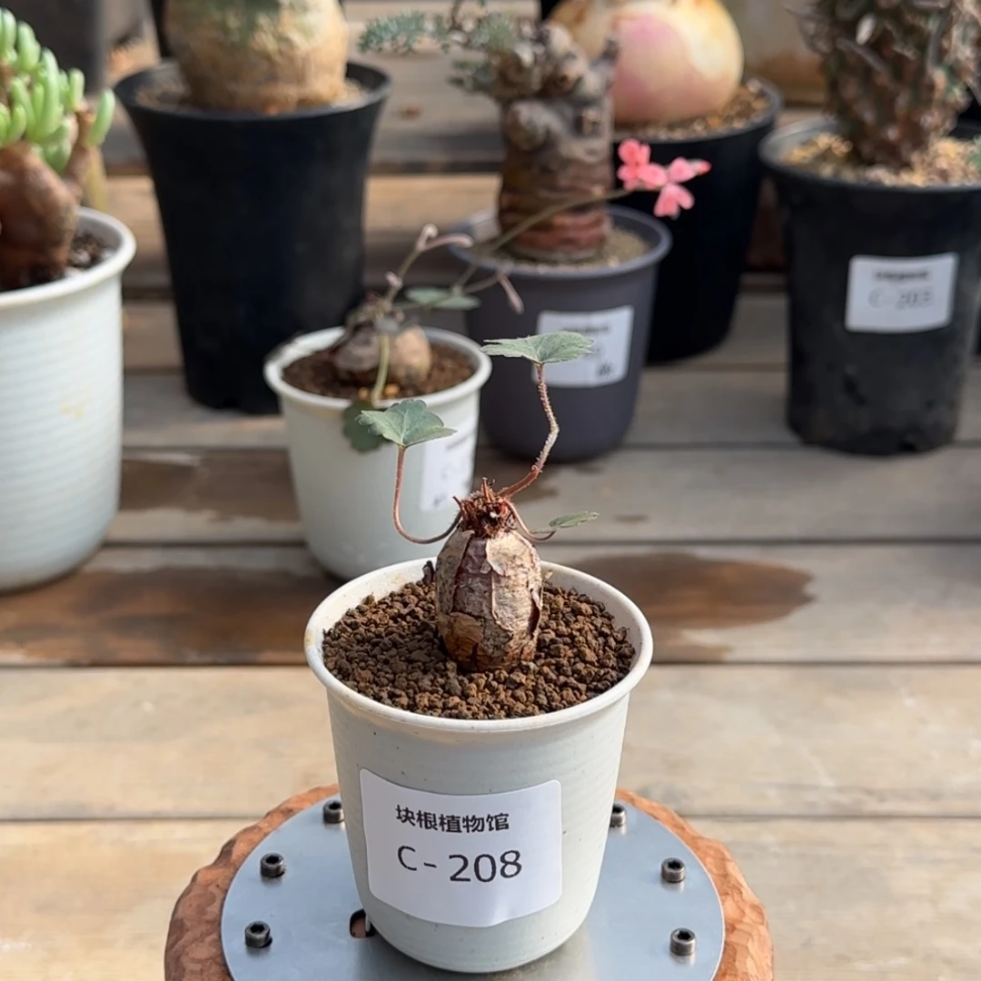 208肾叶洋葵不带盆