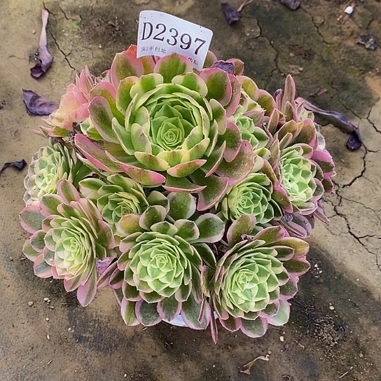 2397蓝莲花多肉法师