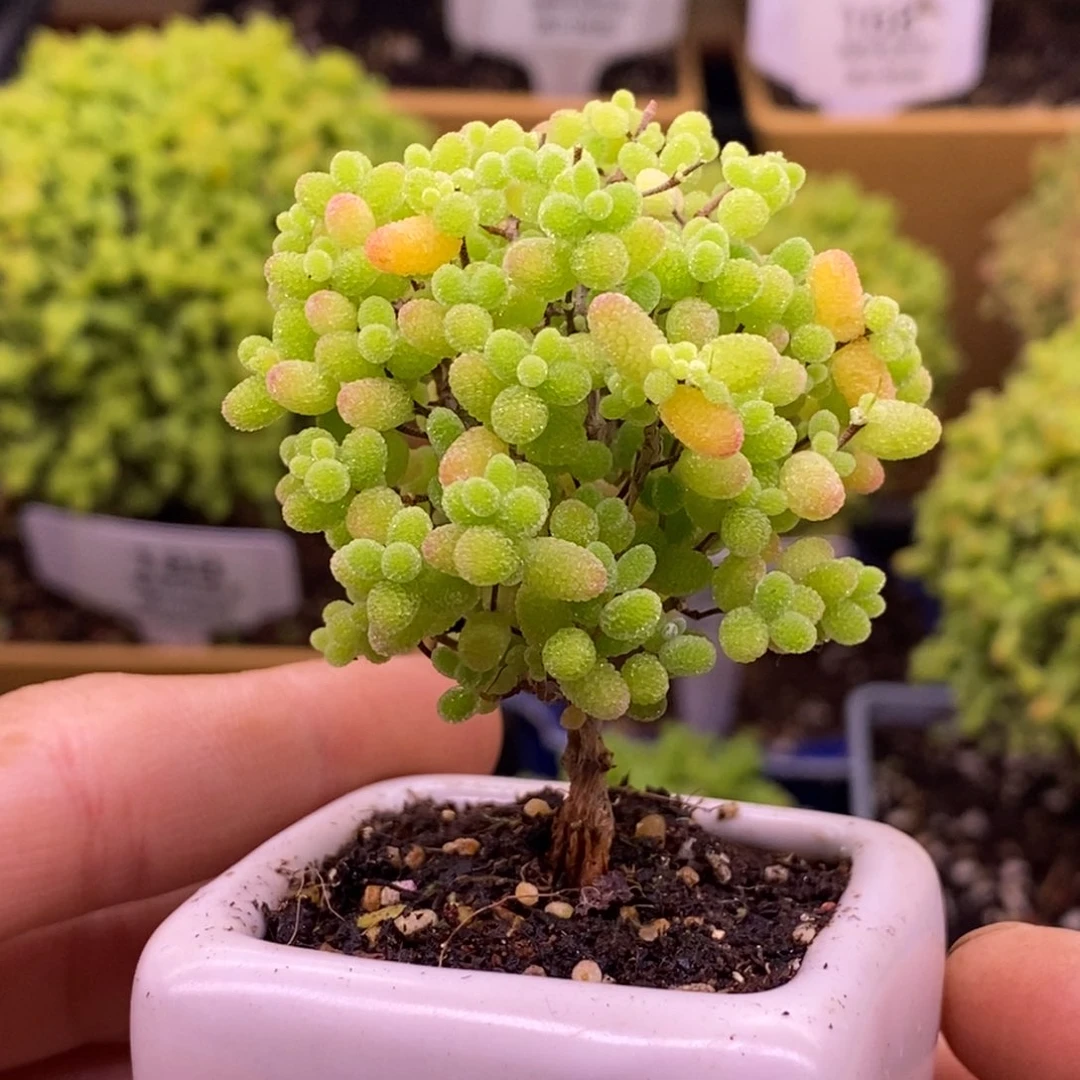 无花朵277蜜橘糖球。