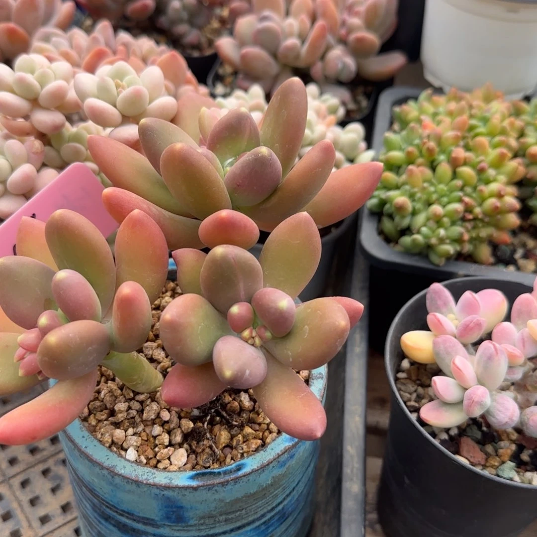 金蝉老桩拍盆五十包邮