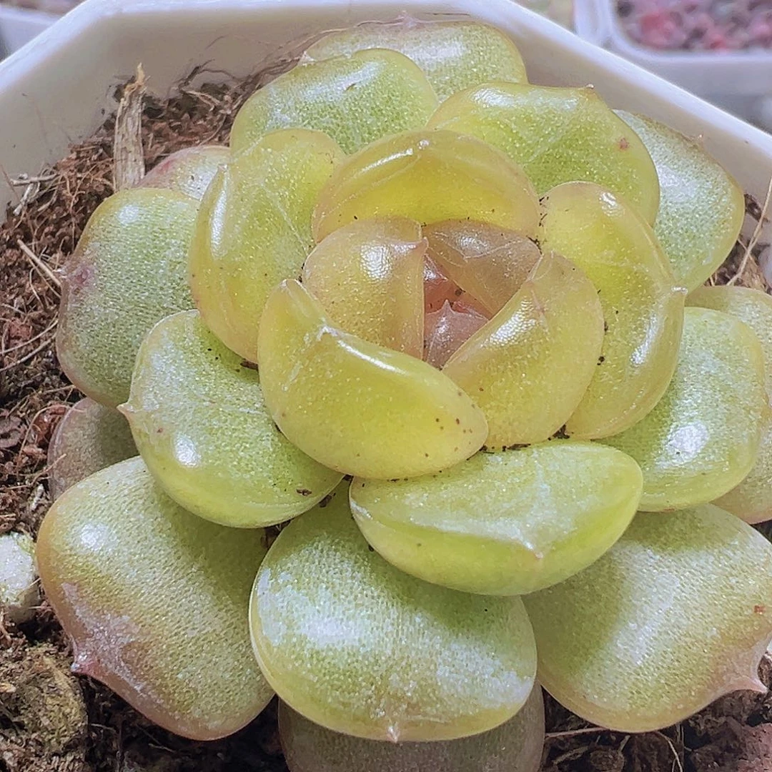 8角盆彩恋19包邮多肉植物