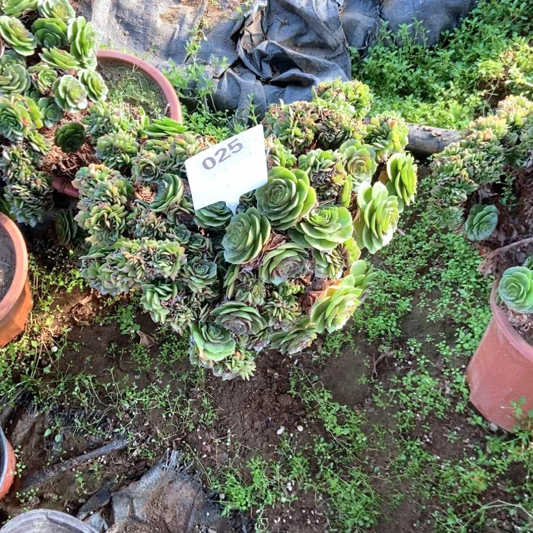 萍***聚025万圣节干伤处理