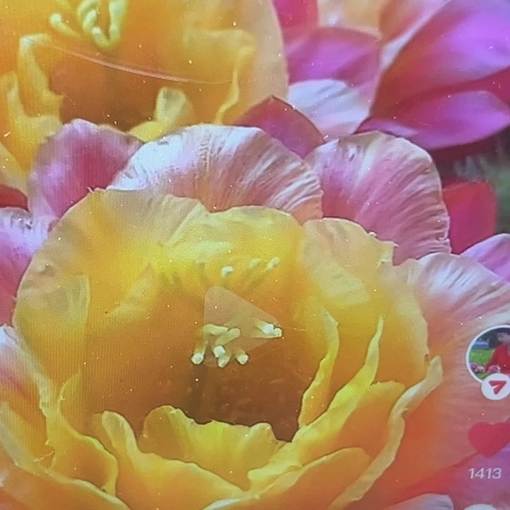 清清3.402根瑕疵有干皮球体不好