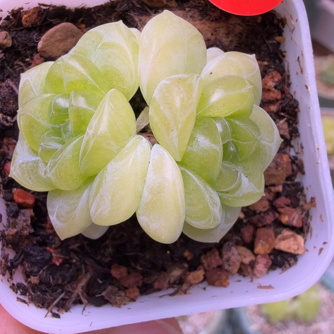 ****財81号财富甜言一物一拍