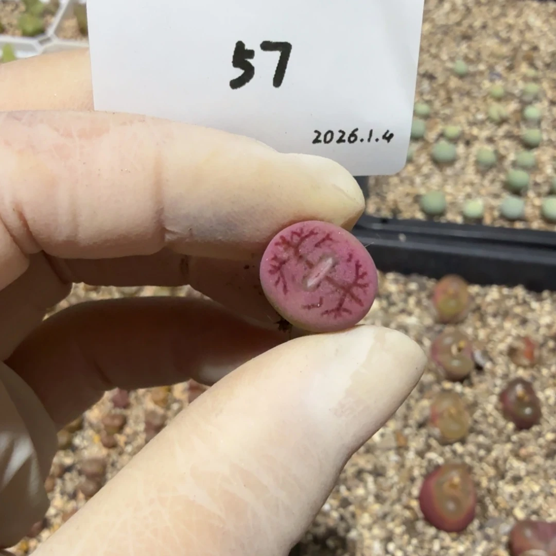 *****多肉多肉多肉1.4-057