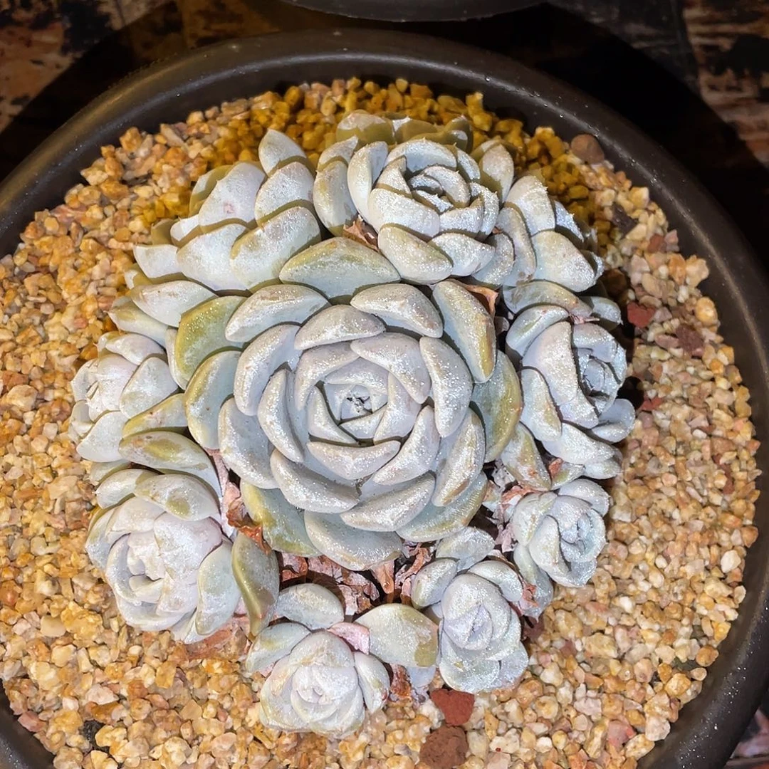 多肉植物一物一拍