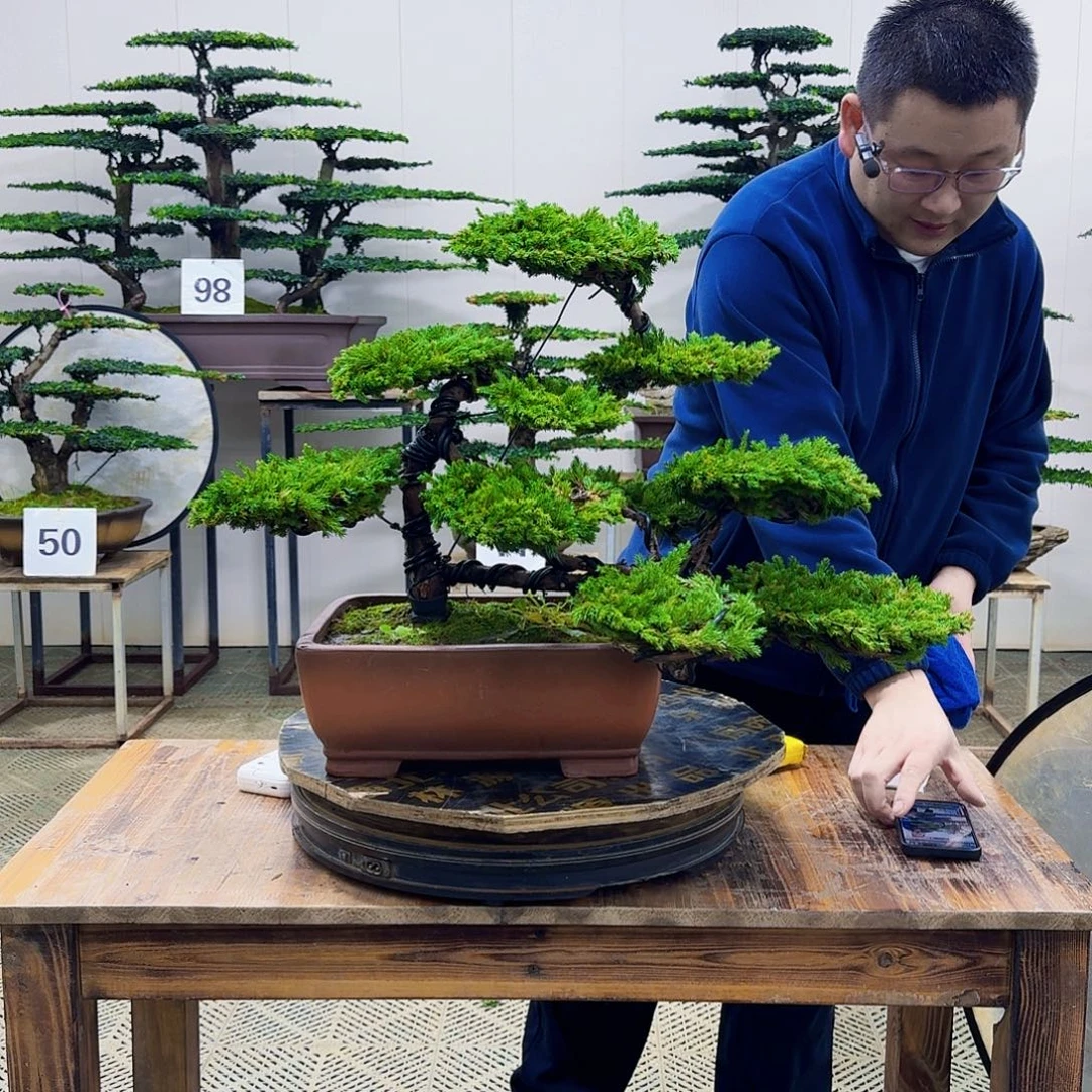 无花朵柏树造型盆景