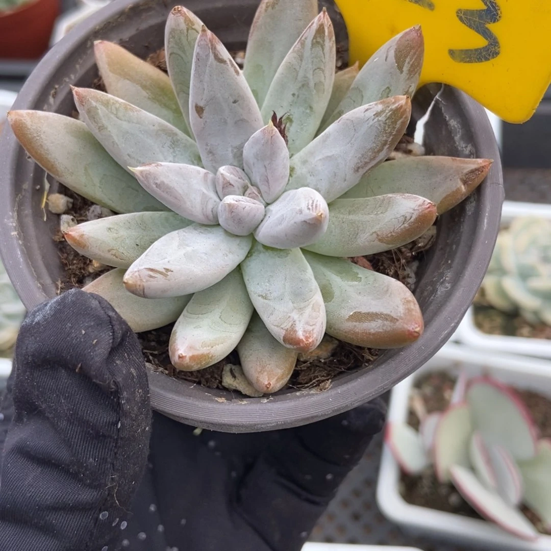 723杜里万多肉植物