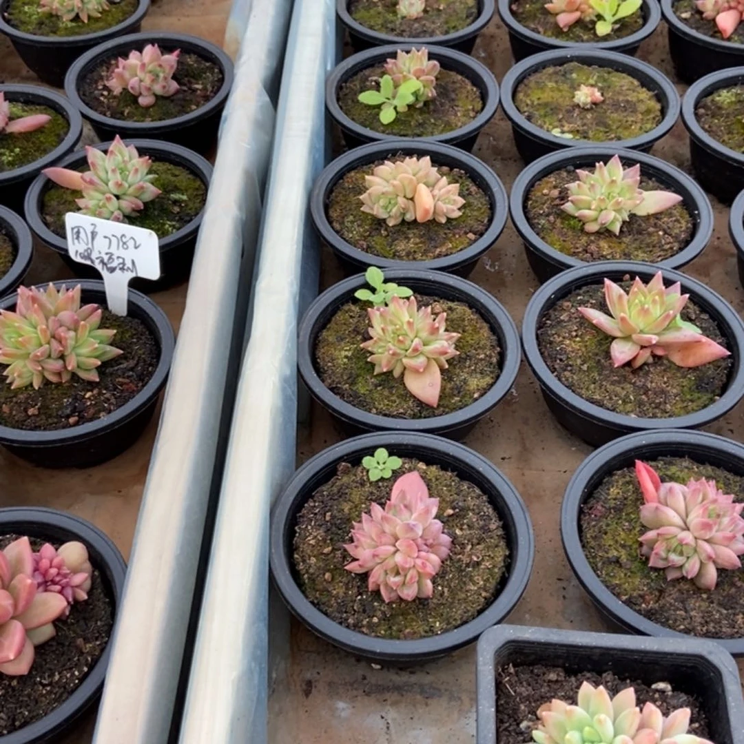 昱****不知名单头一物一拍