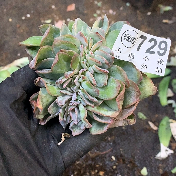 白凤缀化 微瑕 非偏远38包邮节后发请联系客服