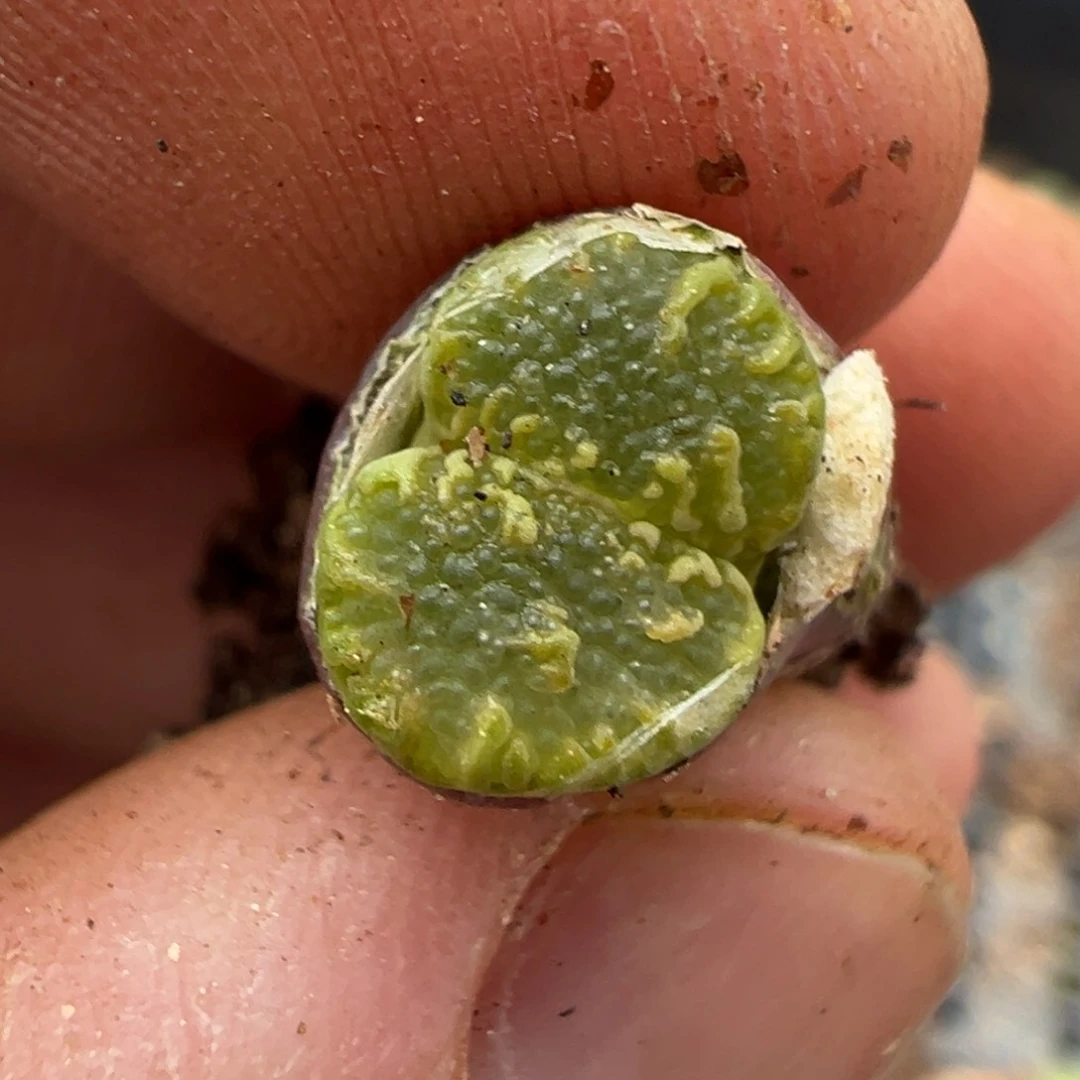 13-77肉锥多肉植物