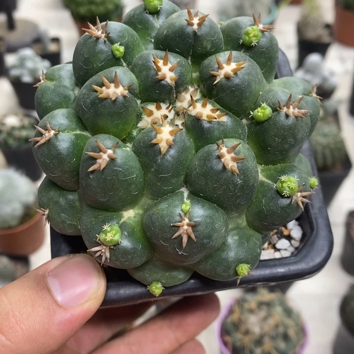 短豪刺象牙大号特价