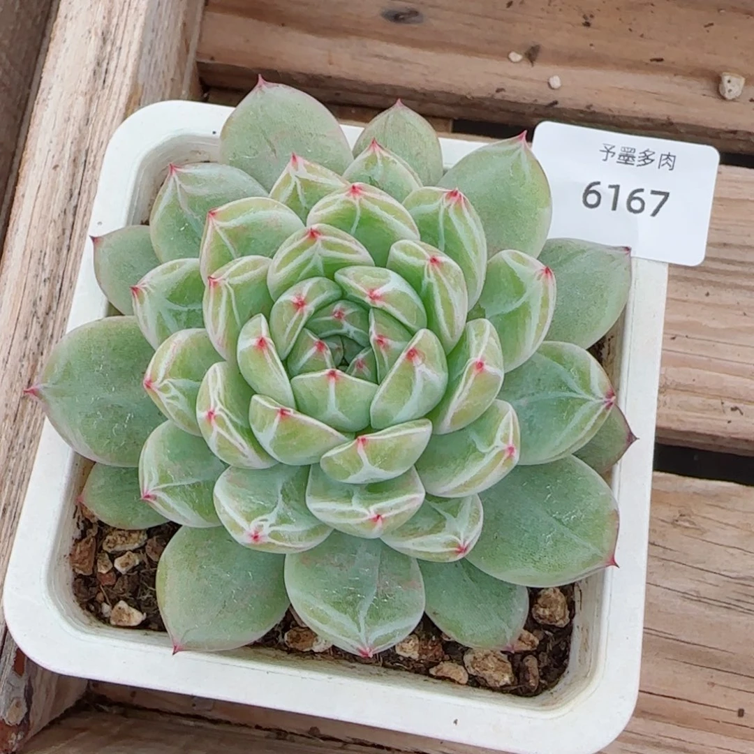 雪花珍妮，6167多肉植物