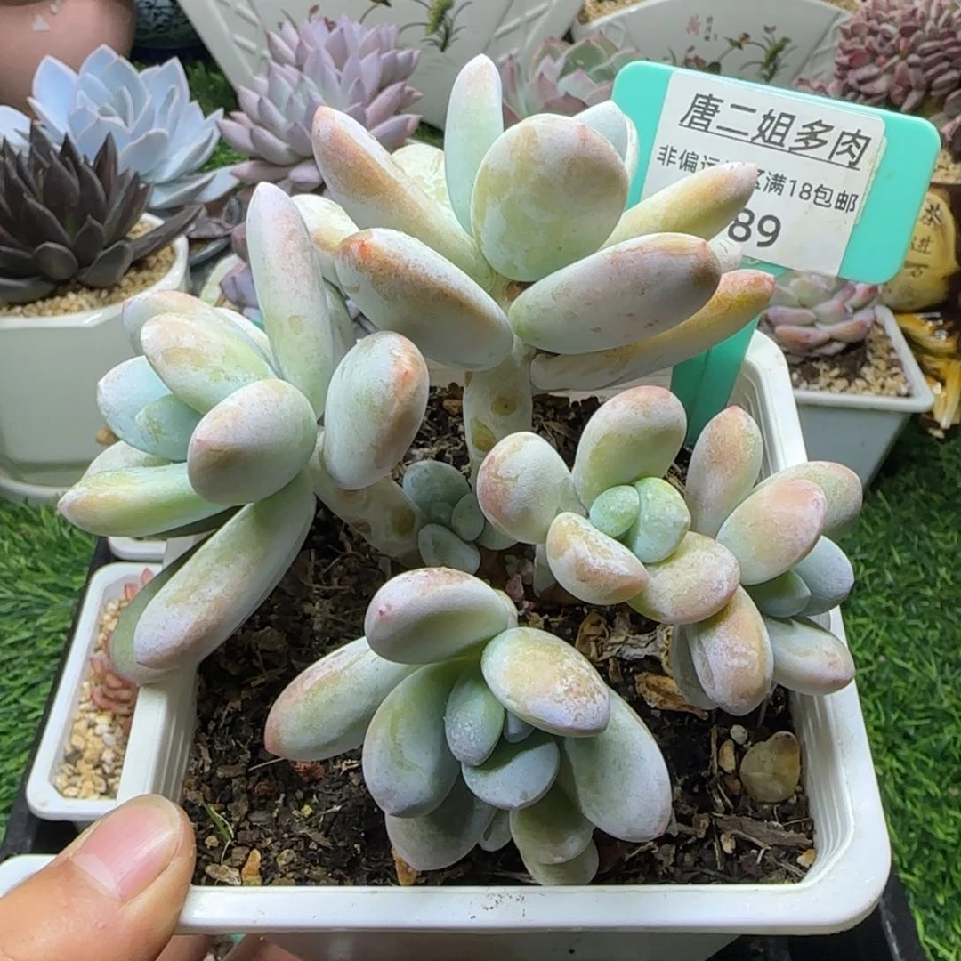 唐二姐多肉编号189