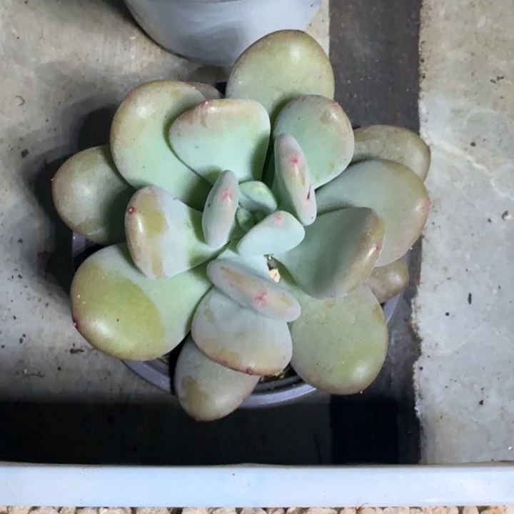 X系列美人新品 一物一拍