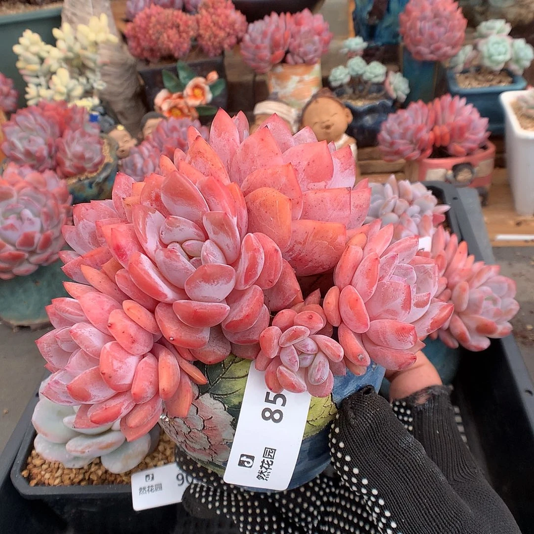 857雪天使多肉植物6666