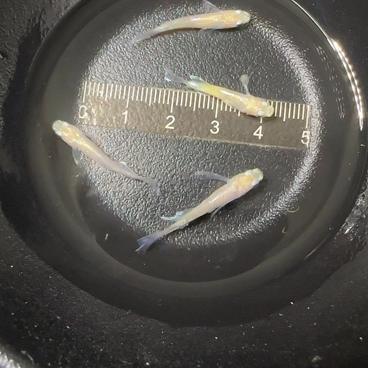 青鳉鱼青鱂霜黄79