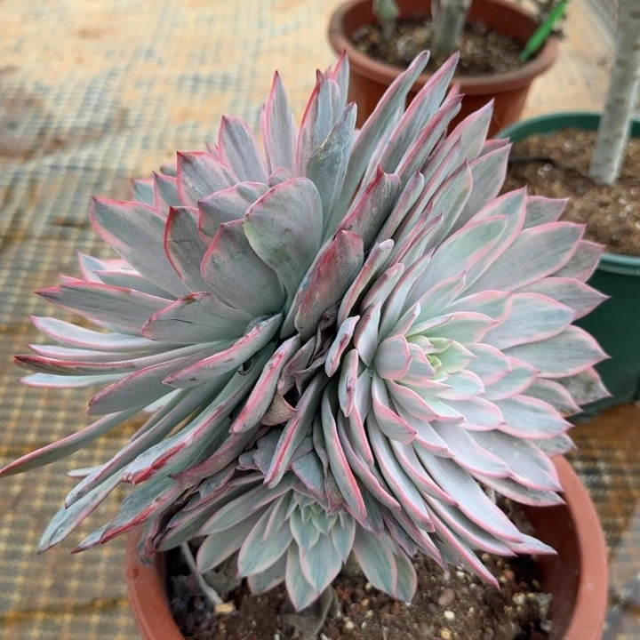 劳伦斯锦腹欧你锦群