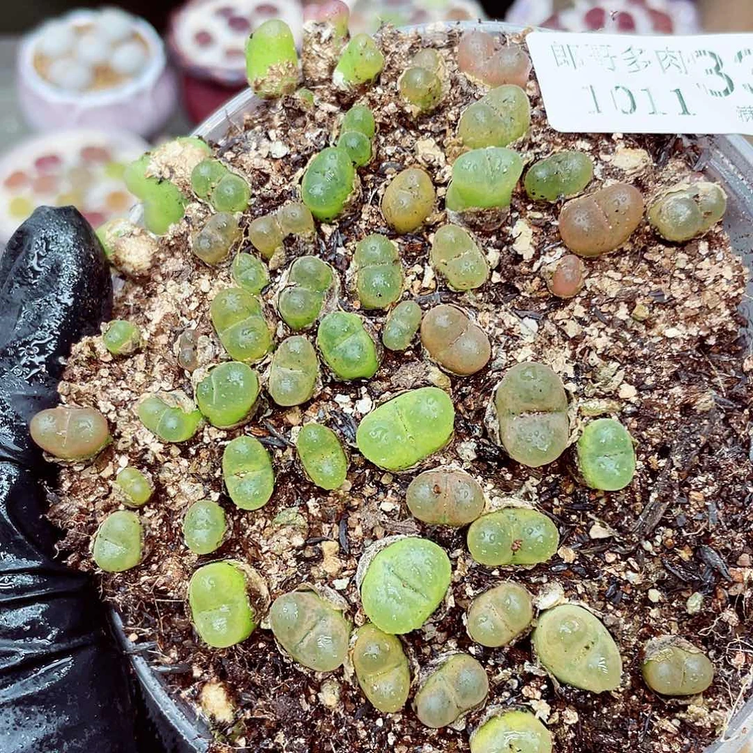 生石花满18包邮1011-333
