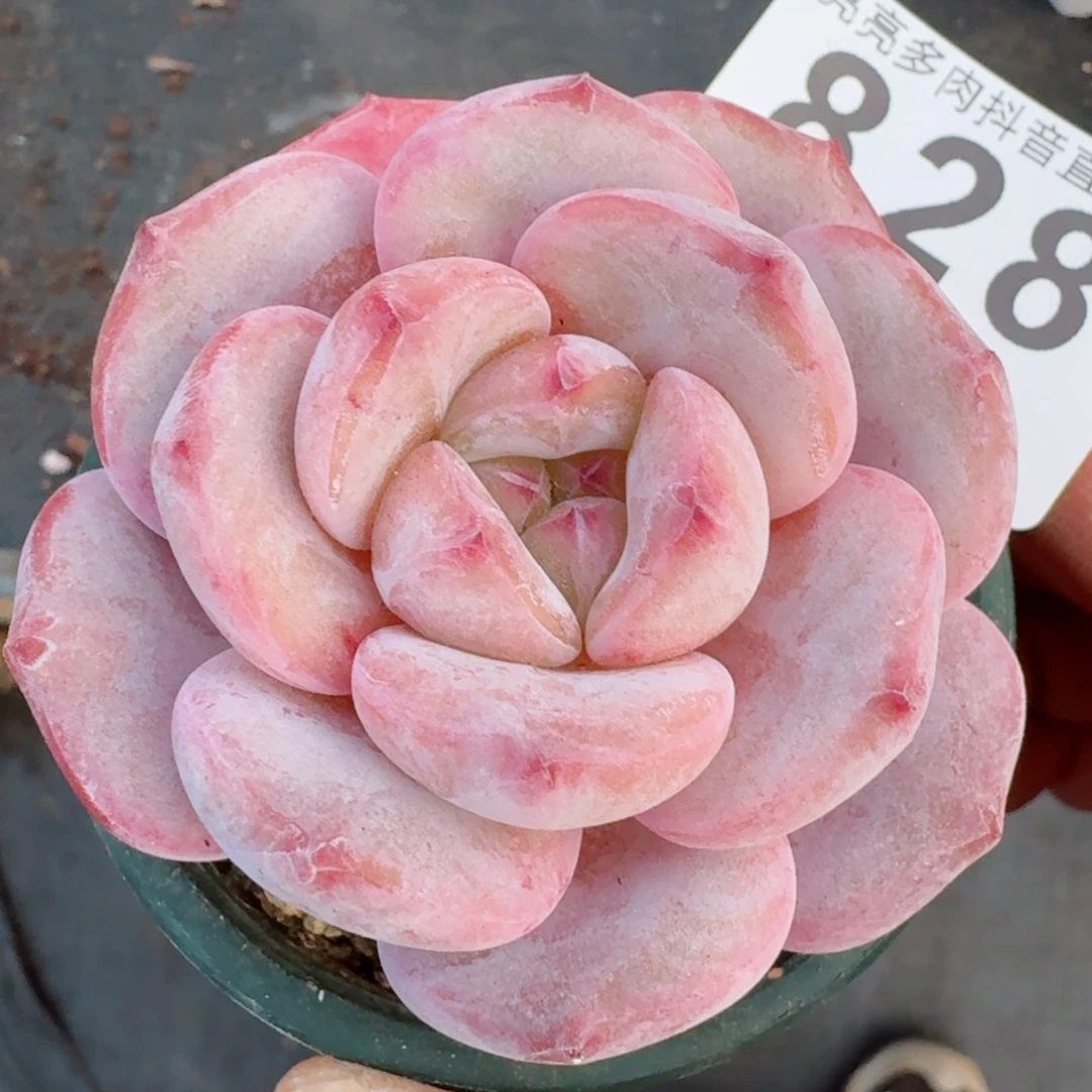 宽叶星影         精品多肉