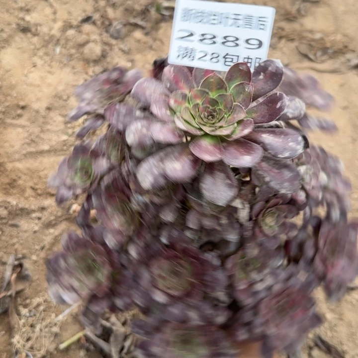 平***水2889二号棚晚霞多肉H