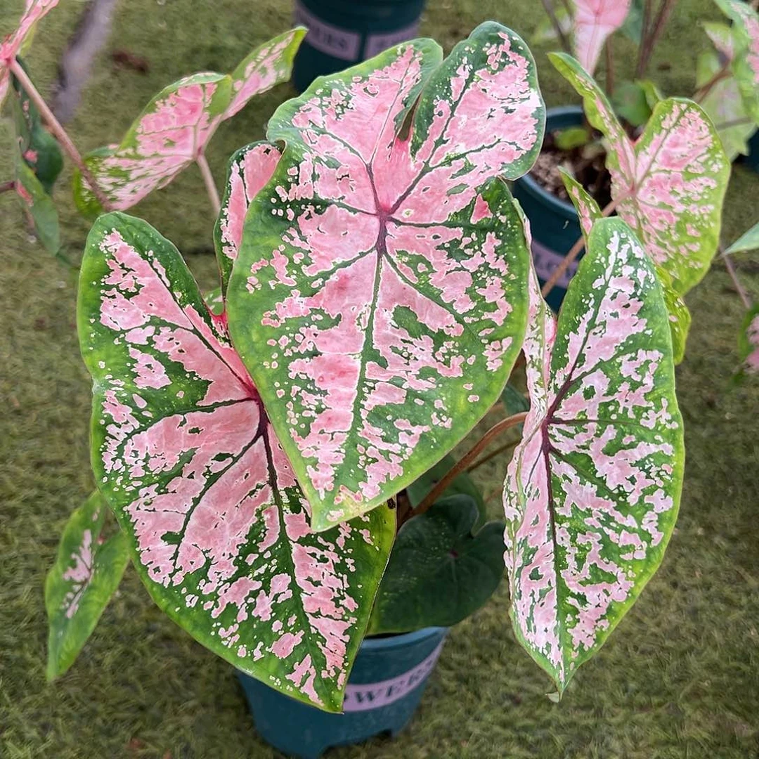 无花朵粉色飞溅彩叶芋2