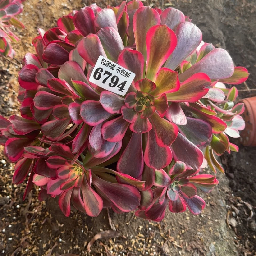 法师粉女郎6794 19-28