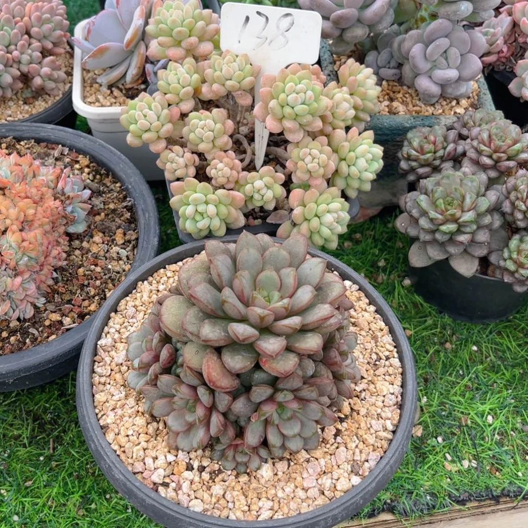 清****138juxwooo'oyyyyxyyu