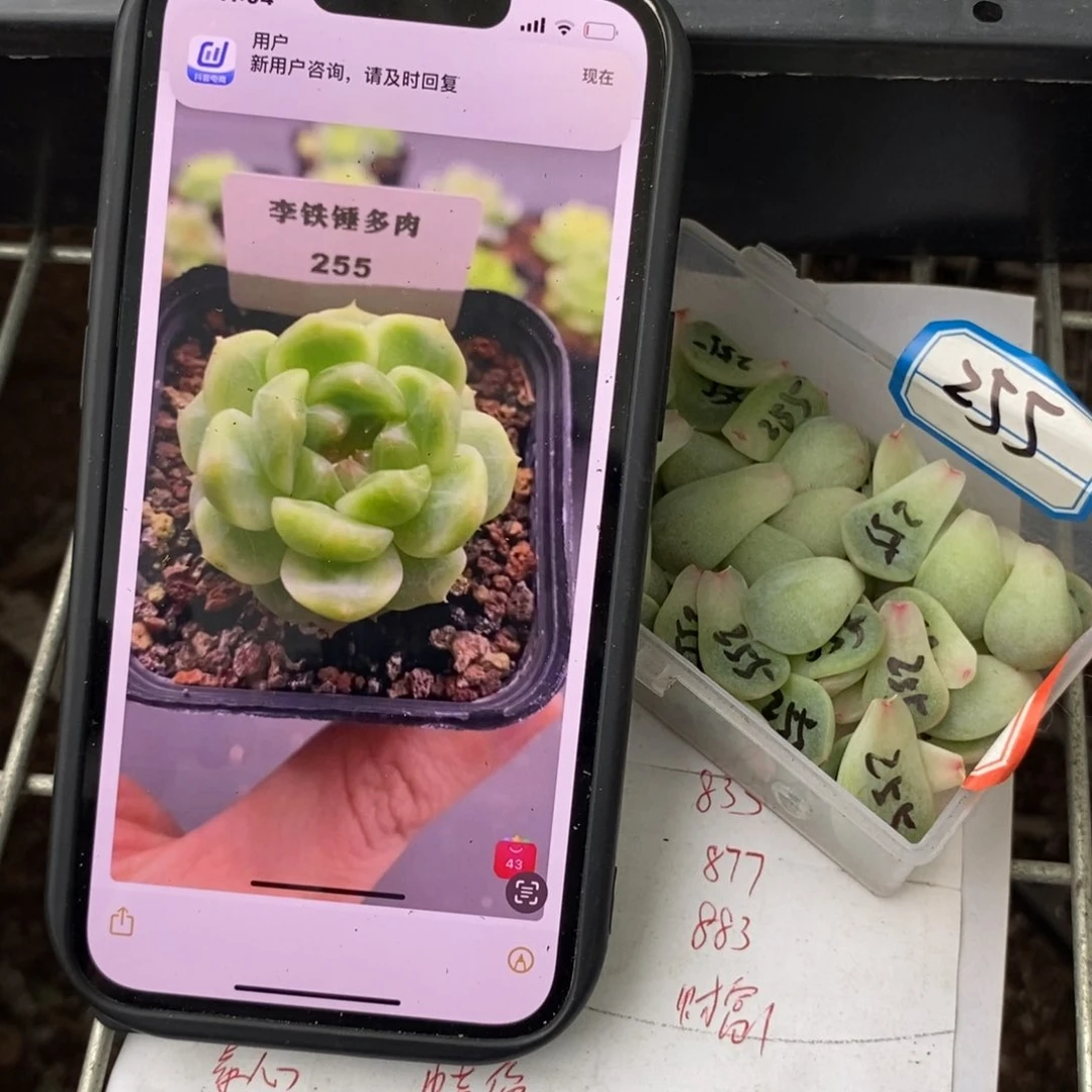 甜心255叶片一个