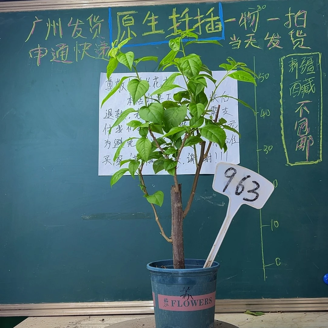 当前无花栽培后可以开花粗杆 苏瓦娜963