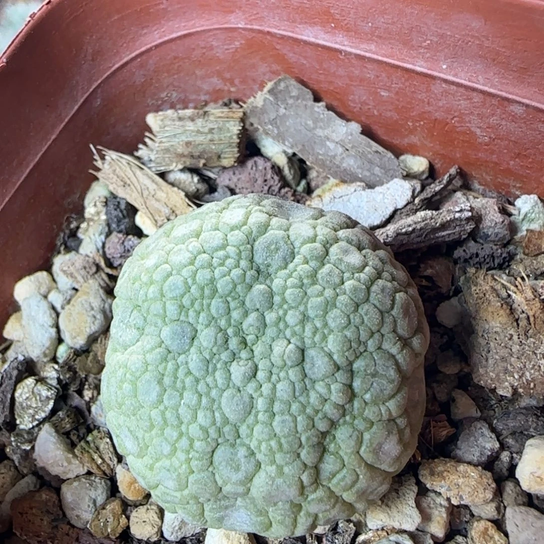 3厘米实生四方凝蹄玉多肉