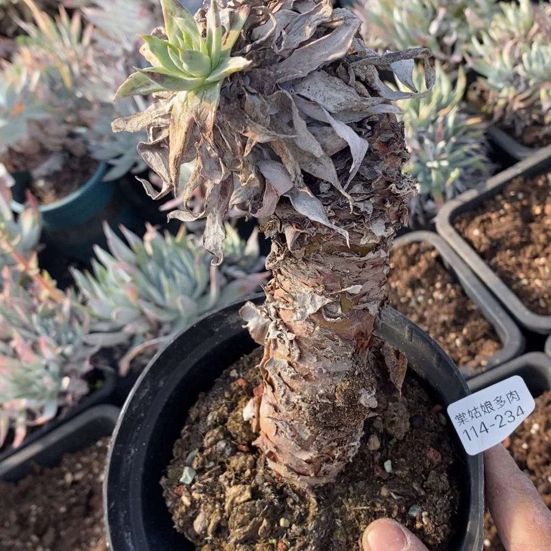 234号雪山粗腿瑕疵