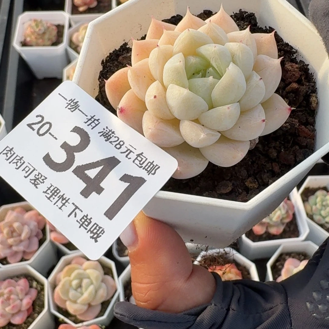 白卡无盆土发货无盆
