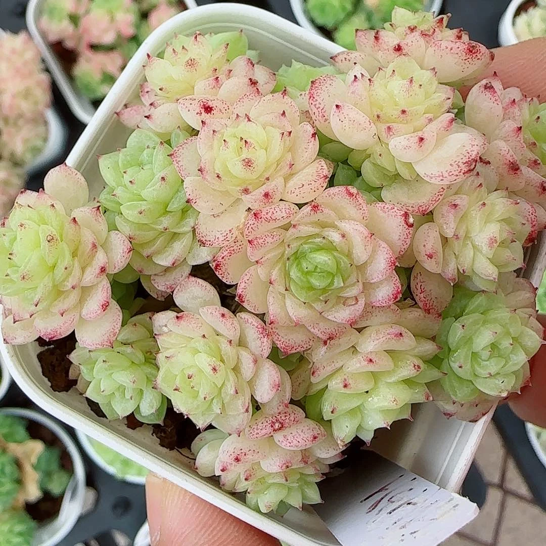 【闪购商品】0607-102（fm-139-1）