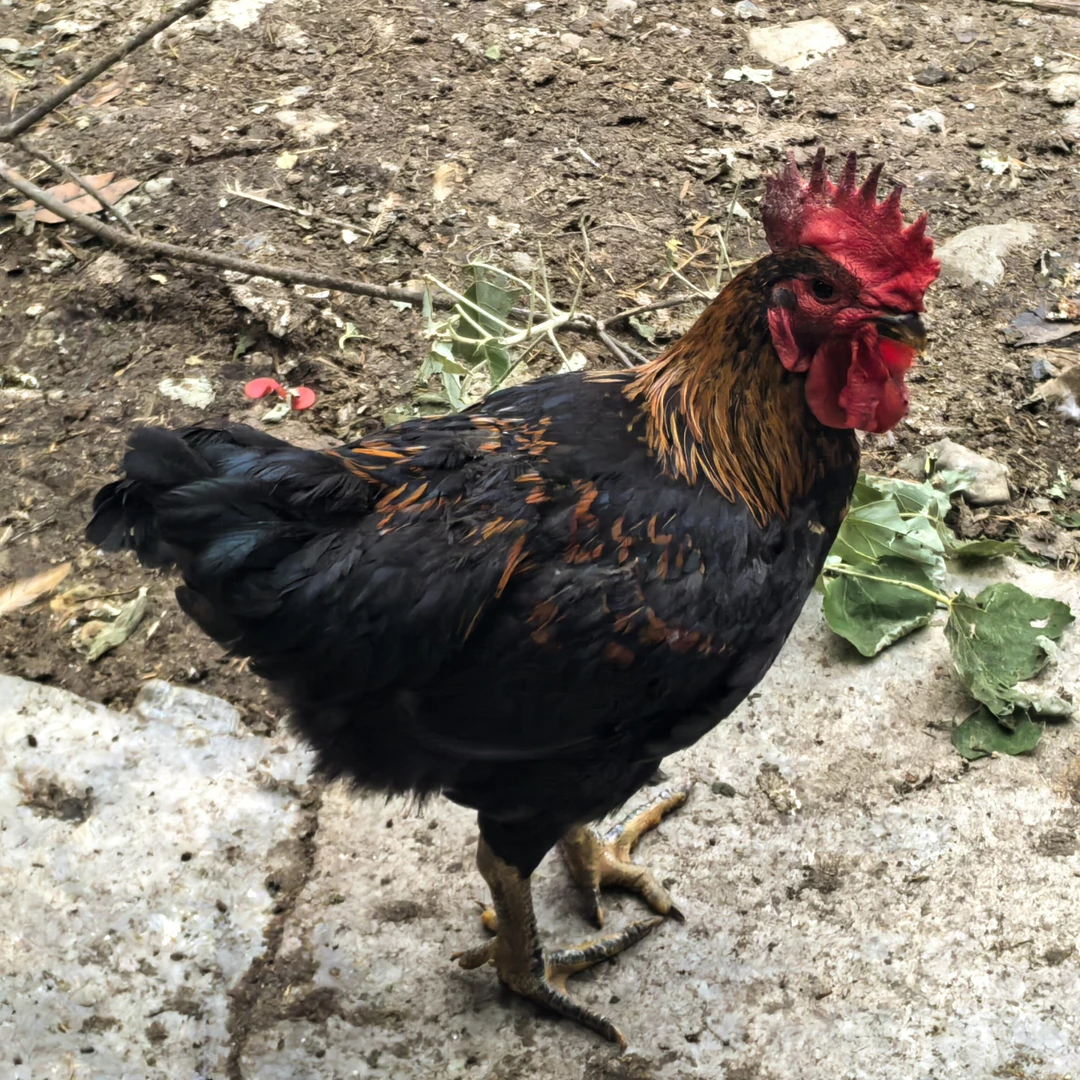 【楠哥专属】2只活的皖南雪山黑公鸡到手不低于八斤