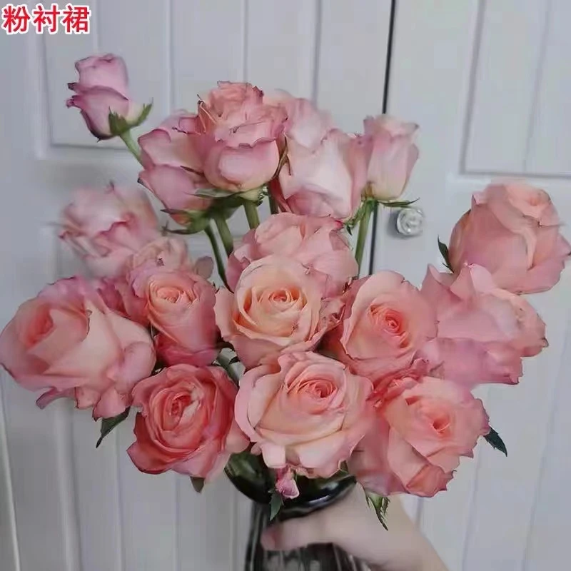 超新品【粉衬裙】月季灌木大花切花玫瑰庭院阳台盆栽开花