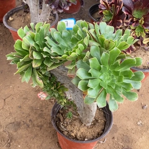 原始绿缀瑕疵一物一拍