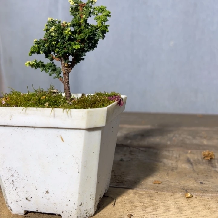 秋***来无花朵一颗初雪石化桧