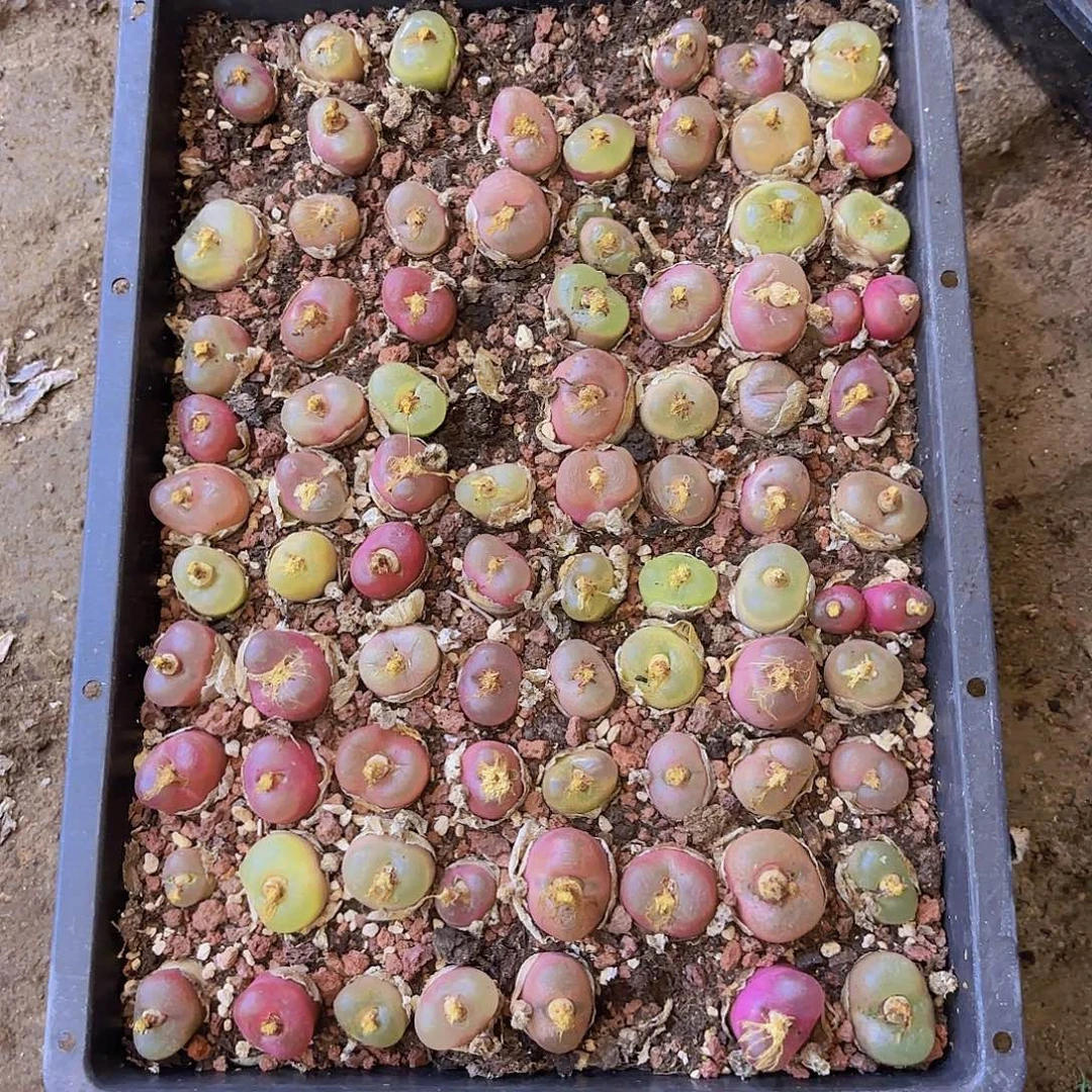 毛汗尼一颗量拍11111