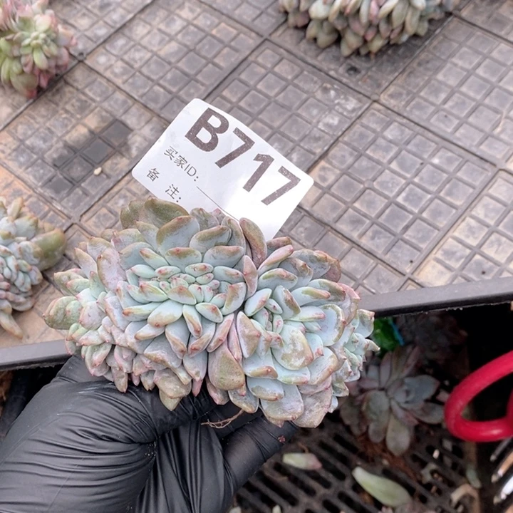 玉***儿717 石榴籽缀咋呀呀呀