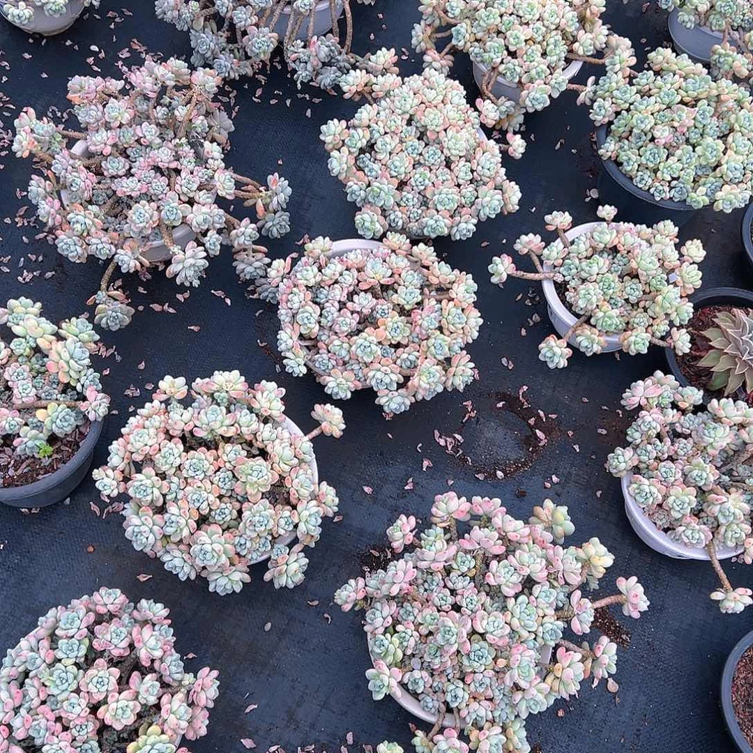 飘枝劳尔，满18包邮