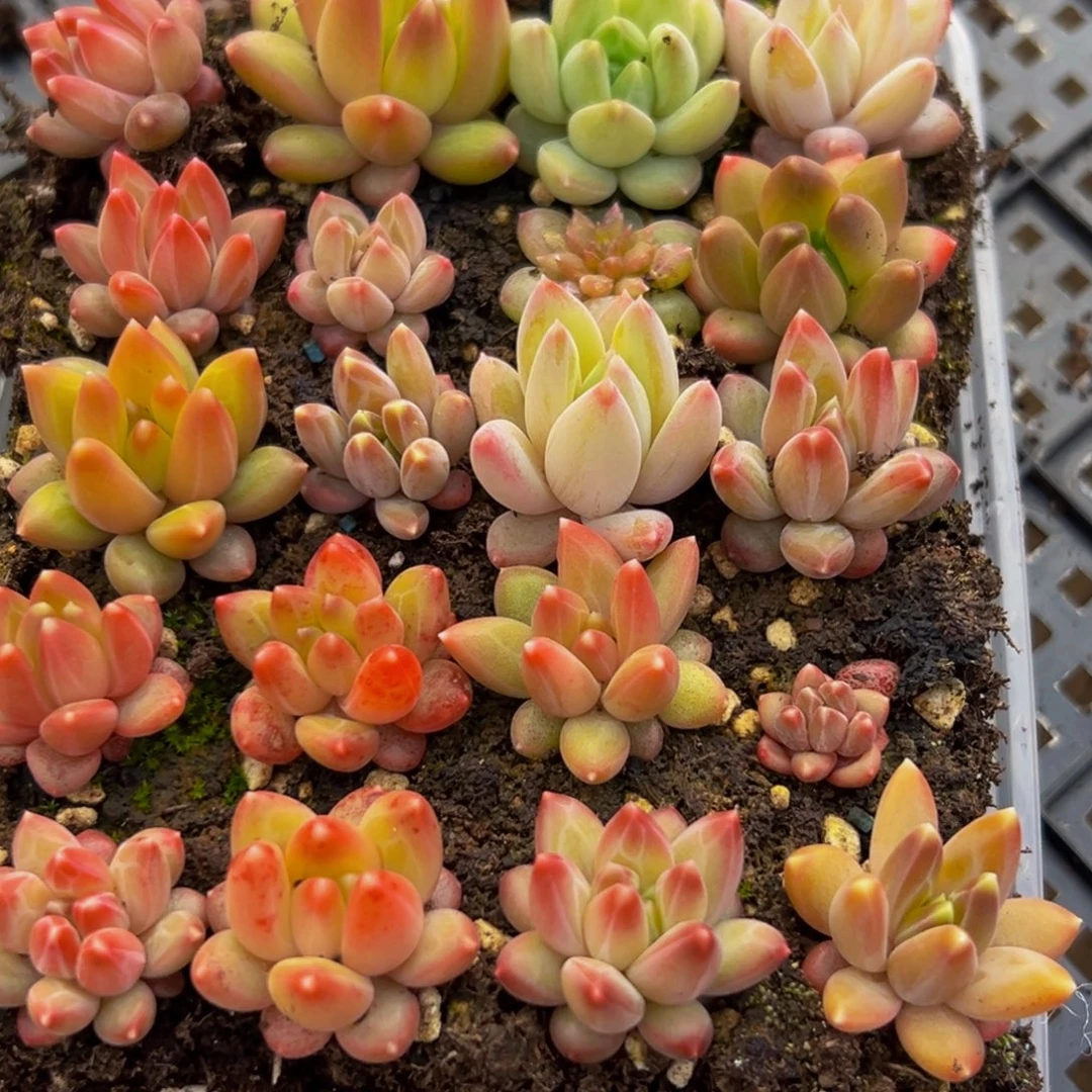 676多肉葡萄领导人物库资料