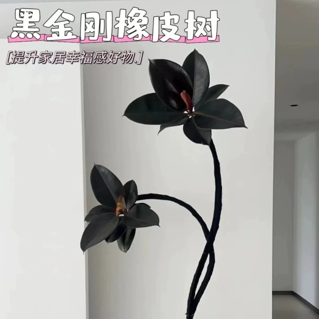 黑金刚橡皮树客厅大植物造型室内大型绿植四季黄金榕绿植