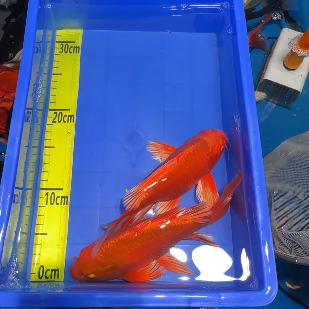 中国大陆蝴蝶鲤红色两条