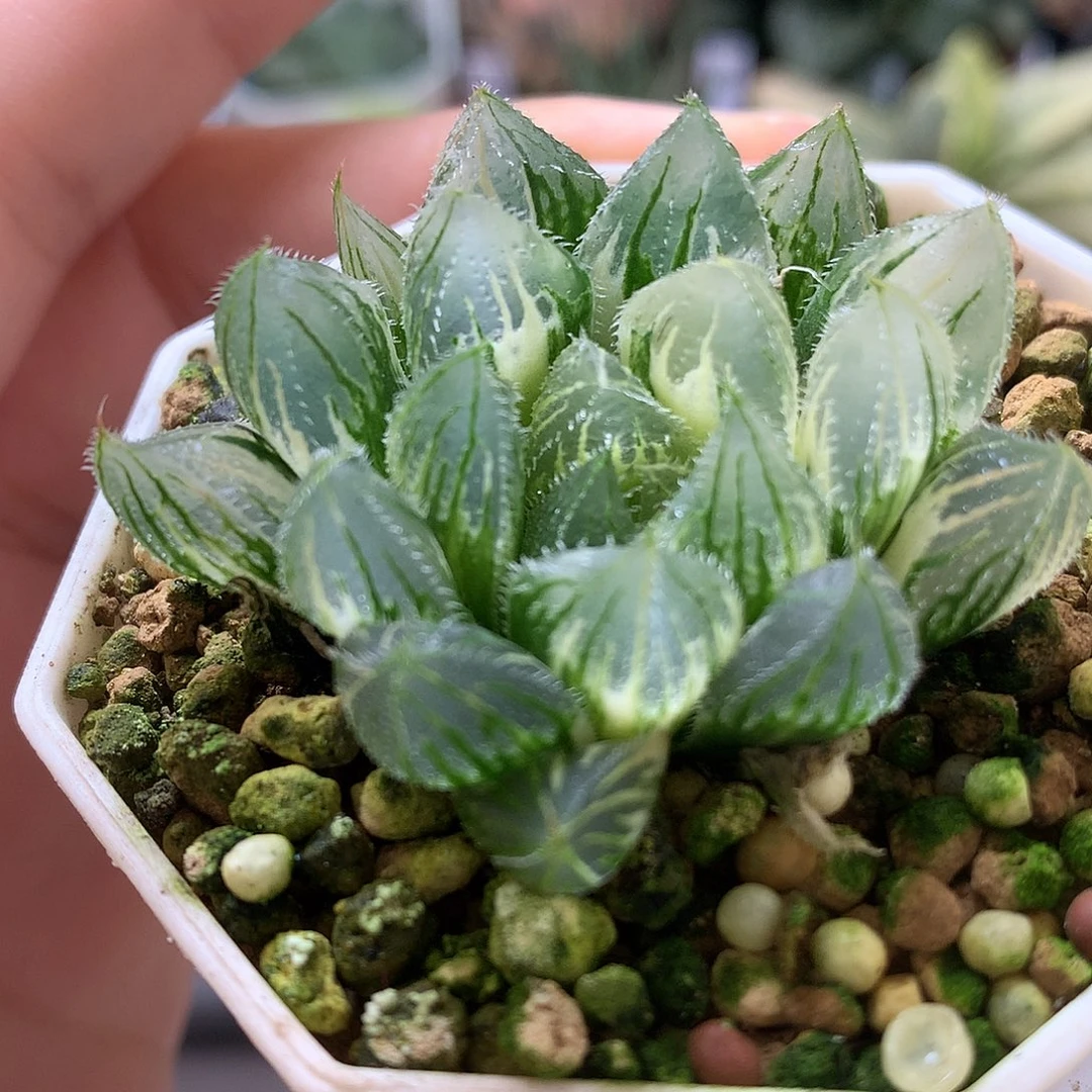 白泽毛玉露锦带色玉llo