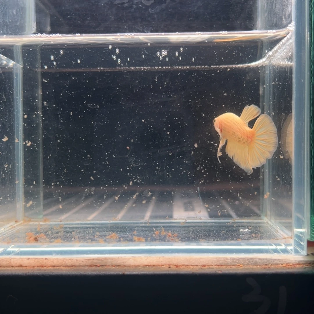 海水鱼热带鱼斗鱼6号