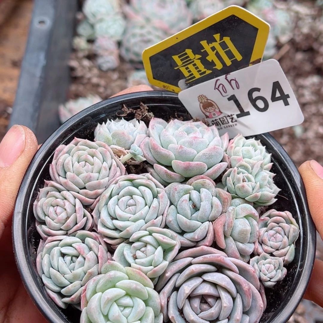 多肉植物多肉植物