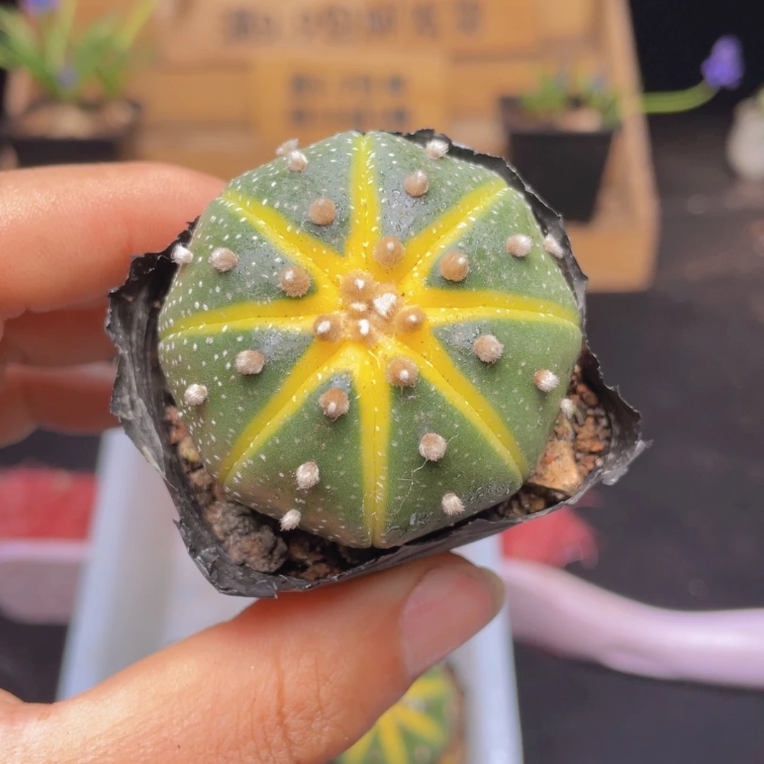 星兜锦多肉9.9包邮发货