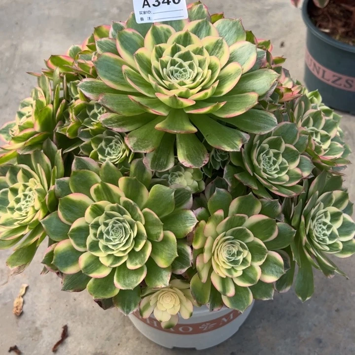 340海鲜30厘米左右